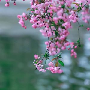 粉蝶