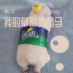 我的草原我的马