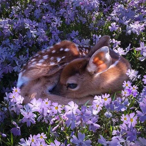 Fall Out Boy (Sped Up)