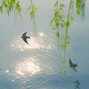 周杰伦“湘女多情”R&B x folk x pop Beat