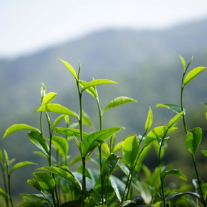 静心（古筝版）