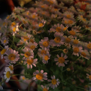 骗 （Cover 张碧晨）