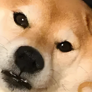 泰迪