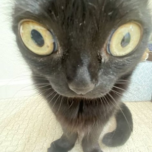 Entregador de Flor (sped up)