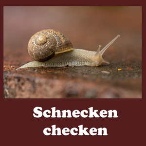 Schnecken Checken