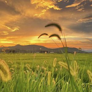 土坡上的狗尾草（Remix0.9双语版）