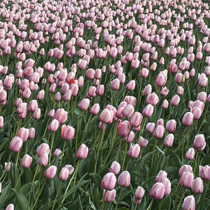 下一个天亮（cover：郭静）