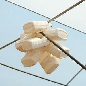 Pequeños organismos de Montaña