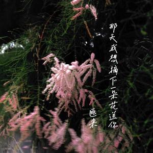 那天我想摘下一朵花送你