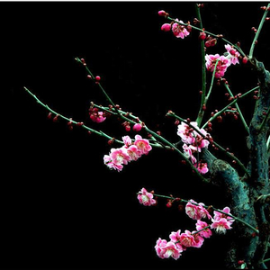 红梅白雪知（翻自 云の泣）