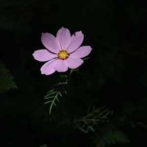 我的歌声里钢琴