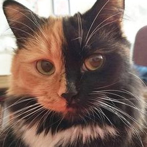 Want Some More (nightcore)