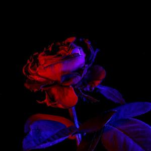 Velvet love