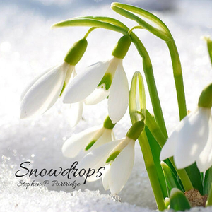 Snowdrops