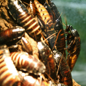 Roaches