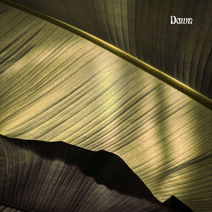 Dawn