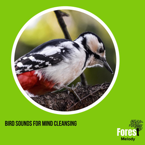 Angry Insects & Crickets