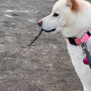 レイニーダンス