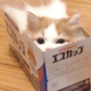 我在纽约打电话给你