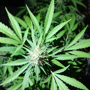 dub de la planta (Freestyle)