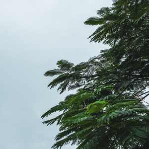 优美的旋律 (钢琴曲)