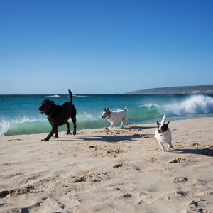 Pets Enjoy Oceanic Binaural Soothing