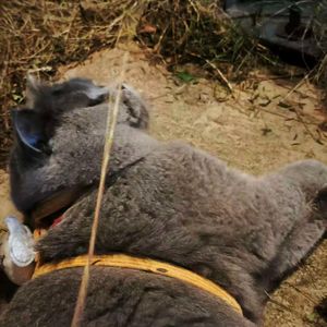 （120买断）超好听、动感律动抒情