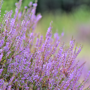 跟着心灵去漫游