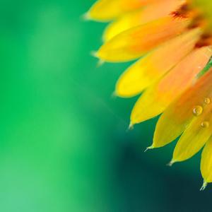 无敌的九齿钉耙 (2)