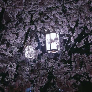 太阳（cover. 陈绮贞）