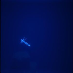 海洋之心 - Heart of the Ocean