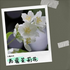 再爱茉莉花