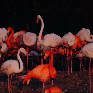 虎门（Prod by maxrxgh）