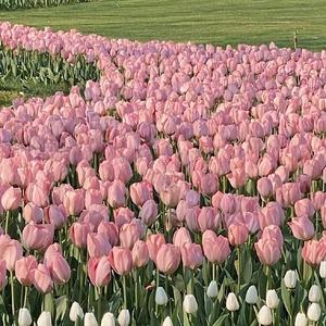 山楂树之恋（程佳佳)