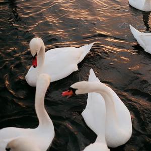 尚好的青春（Cover：孙燕姿）