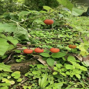 Sungguh Indah (Acoustic)