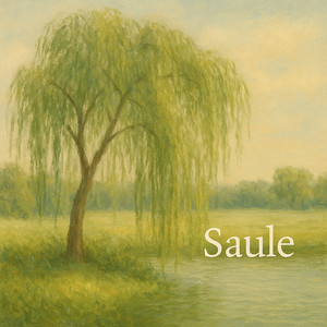 Saule