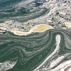 Misidentification of Uncommon Seaweed