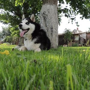 新不了情(爵士版翻自 萧敬腾)（翻自 匿名）