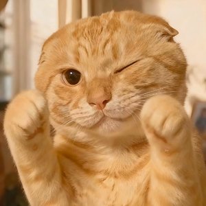 《超级无敌哈基米》