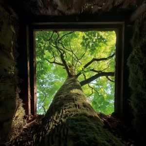 鸟之诗（吉他版）