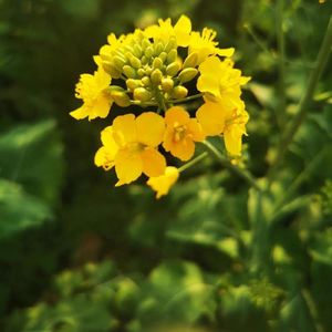 花朵里飘逝