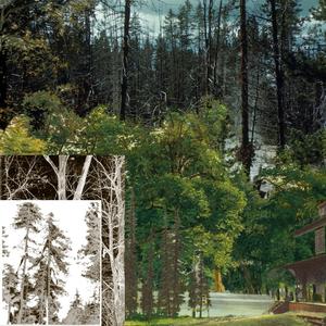 Feed The Trees (feat. in mazes, SaxSouljah, Kimiko & Nashelle)