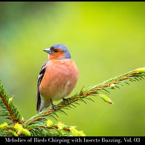 Chatter Birds Chirping