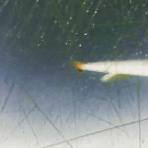 Flight(Prod by Finred)