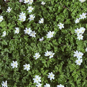 anemone