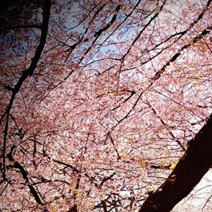 青春舞曲(管风琴版本)