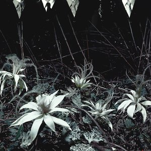 ain’t afraid to die