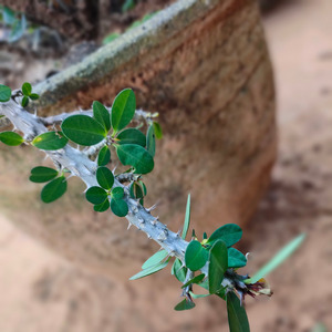 Heningnya dimalam hari (Remastered 2024)