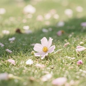 你也曾那么骄傲 (Cover 田园)